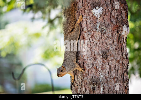 Animals/ Outdoors/ Flowers/ Rust Stock Photo - Alamy