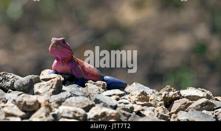 Rainbow lizard closeup taken in east Africa Stock Photo