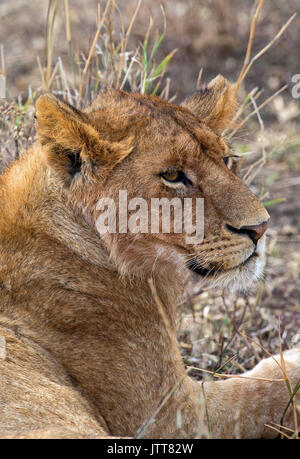 Wild young lion portrait taken in east Africa Stock Photo