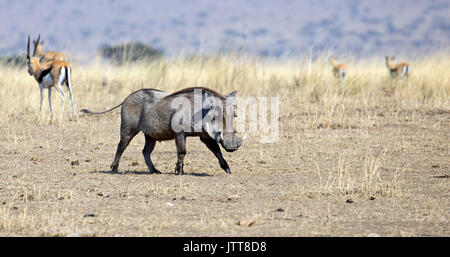 Warthog taken in Ngorongoro crater national park, Tanzania Stock Photo