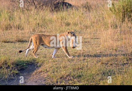 Wild lioness walking with little baby in her mouth, east Africa Stock Photo