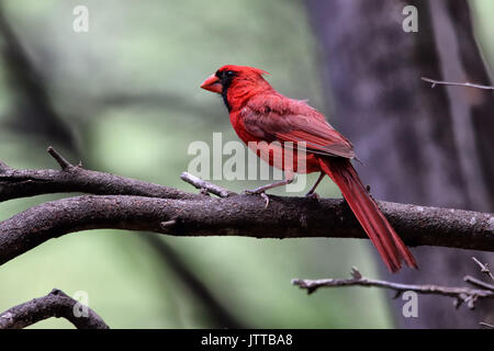 Male northern cardinalperched on the branch of a tree on Maui. Stock Photo