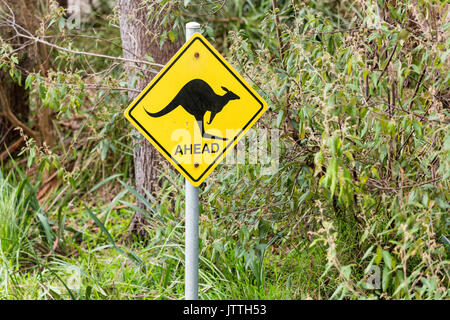Kangaroos ahead road safety sign with Australian bushland background Stock Photo