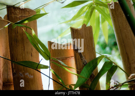 Closeup of cut dry bamboo and tender green bamboo leaves with blurred background Stock Photo