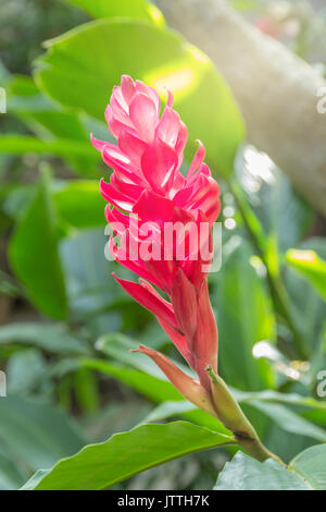 Red and pink ginger flowers growing on the plant in the garden. Stock Photo