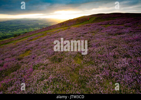 A summer sunset over the Vale of Clwyd from the Cwlydian Range hills and Penycloddiau Hill Fort towards the coast of North Wales when the upland heather is in full purple flowering bloom, Wales, UK Stock Photo