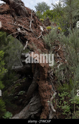 Climbing big roots Stock Photo - Alamy