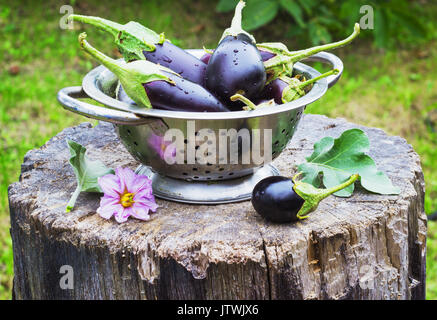 eggplant in a colander in the street on a stump garden summer Stock Photo