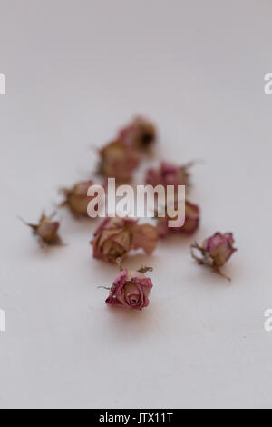 vertical shot of dried pink roses buds over white background Stock Photo