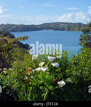 Vertical panorama of Spring Lilly flowers in the foreground of Oneroa Bay, Waiheke Island, Auckland, New Zealand Stock Photo