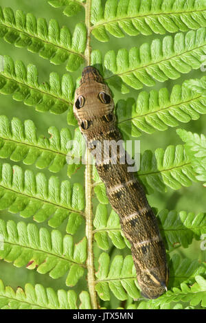 Elephant Hawk Moth Caterpillar (Deilephila elpenor) showing defensive eye-spots Stock Photo