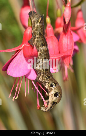 Elephant Hawk Moth Caterpillar (Deilephila elpenor) feeding on a fuchsia plant, showing defensive eye spots Stock Photo