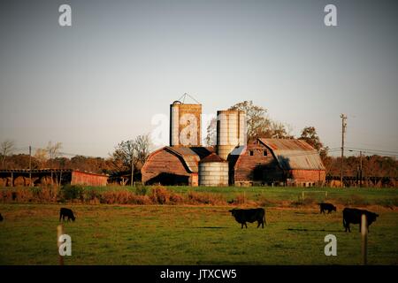 A Cow's Barn Stock Photo