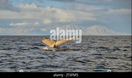 A Humpback Whale shows only it's tail as it prepares to dive in False Bay, South Africa Stock Photo