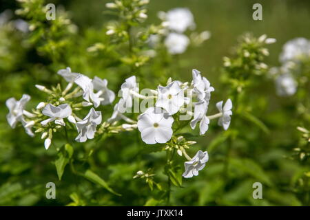 White flowers in the garden in a summer sunny day. White flox close-up Stock Photo