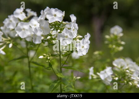 White flowers in the garden in a summer sunny day. White flox close-up Stock Photo