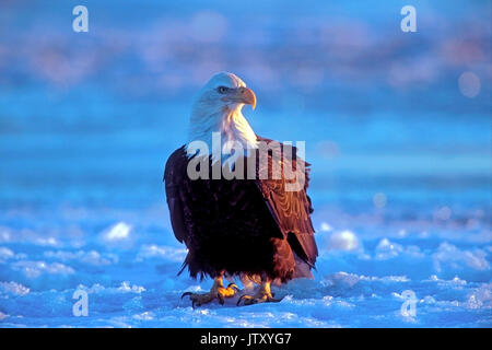 Mature Bald Eagle standing on snow , watching, alert, blurred mountain background. Stock Photo