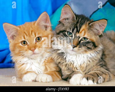 Two cute Kitten, ginger tabby and calico , few months posing together in house Stock Photo