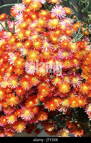 Lampranthus aurantiacus or also known as Orange Pig Face Stock Photo