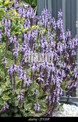 Dogbane Plectranthus caninus, Colues canina flowers in full bloom Stock Photo