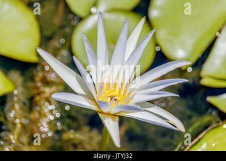Single Tropical Day-Blooming Water Lily Stock Photo