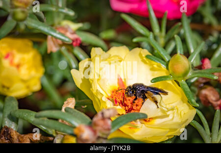 Bee eating from the yellow flowers of rose moss (Portulaca grandiflora) Stock Photo