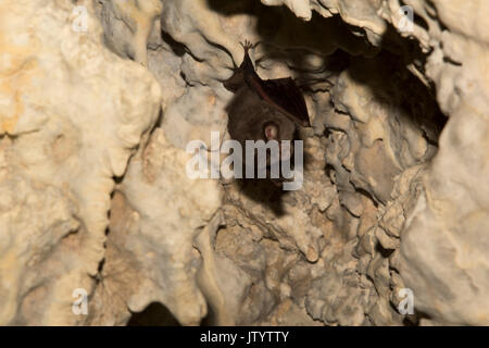 Lesser Horseshoe Bat spending its day in a calcareous sintered Roman tunnel and cistern near Eleutherna in central Crete. Stock Photo