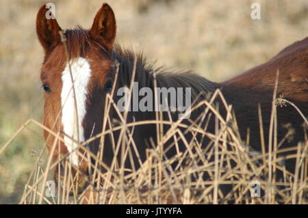 Horse in field. Stock Photo