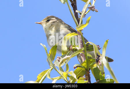 Eurasian Willow Warbler (Phylloscopus trochilus) in a willow treetop Stock Photo