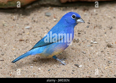 Male Rose bellied bunting or Rosita's bunting (Passerina rositae), native to Oaxaca an Chiapas in Southern Mexico Stock Photo