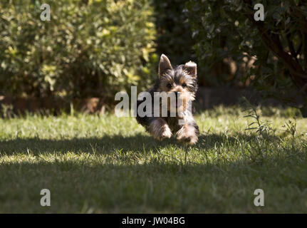 Yorkshire Terrier Dog Stock Photo
