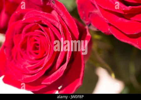 Rose. Beautiful red rose. Blooming flower. Macro. Stock Photo