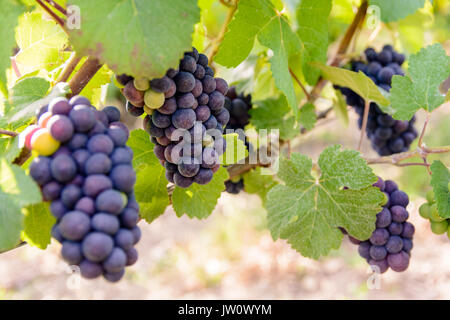 Bunches of ripe grapes on a vine plant in the Champagne vineyard at sunset. Stock Photo