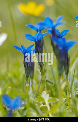 wild Gentian flowers in austria Gentiana Acaulis, Stock Photo