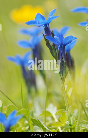 wild Gentian flowers in austria Gentiana Acaulis, Stock Photo