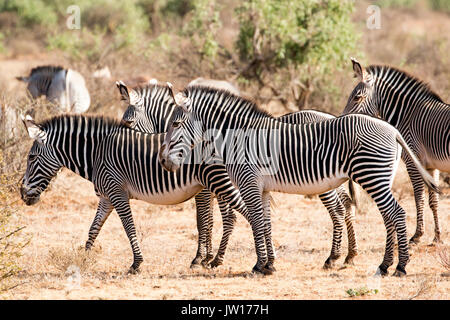 Grevy's Zebra (Equus grevyi) standing on guard towards the direction of a lioness nearby Stock Photo