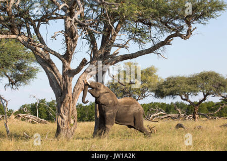 Bull elephant (Loxodonta africana) shaking a camelthorn tree (Acacia erioloba) so the seedpods fall to the ground allowing the elephants to feed on th Stock Photo