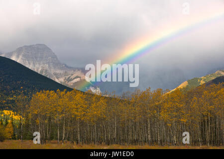 A rainbow arcs over fall aspen in the Canadian Rockies of Banff National Park. Canada
