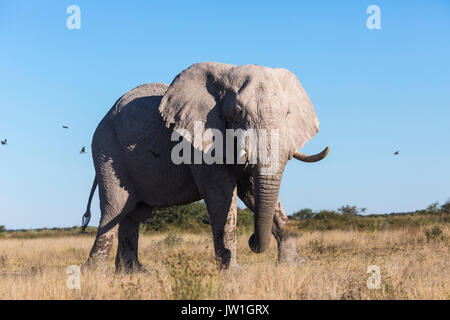 Elephant (Loxodonta africana) bull covered in the pale grey dust typical of the Nxai Pan area Stock Photo