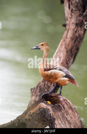 Lesser Whistling Duck,(Dendrocygna javanica),also known as Indian Whistling Duck or Lesser Whistling Teal, in tree, Keoladeo Ghana National Park,India Stock Photo