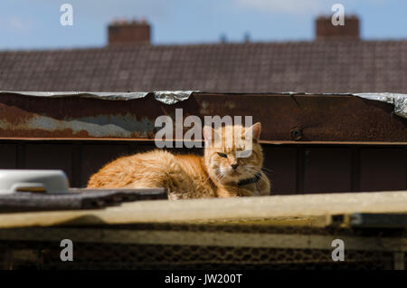 Sleeping Ginger Tom cat with collar on rooftop. Stock Photo