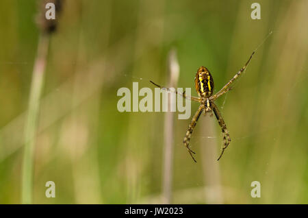 Wasp spider, Argiope bruennichi in web, Limburg, Netherlands. Stock Photo
