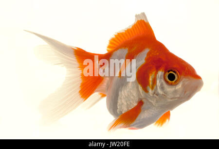 Isolated Approaching Goldfish swimming towards camera, close-up on white Stock Photo