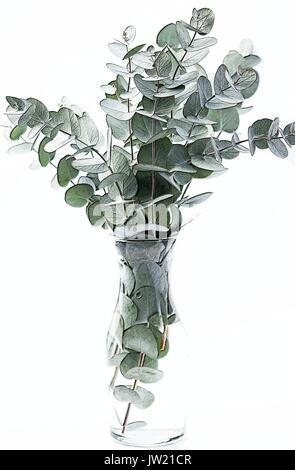 Eucalyptus cinerea cuttings on white background Stock Photo