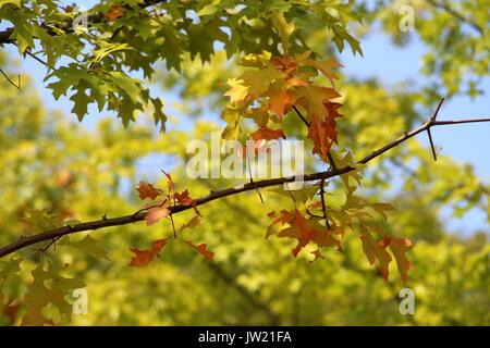 Foliage Change in Colour During Autumn or Fall Season Stock Photo
