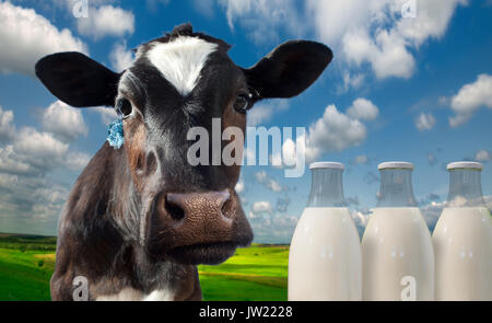 Cow spotty. Against the background of meadows and fields in a bright sunny day.Cow spotty. Against the background of meadows and fields in a bright su Stock Photo