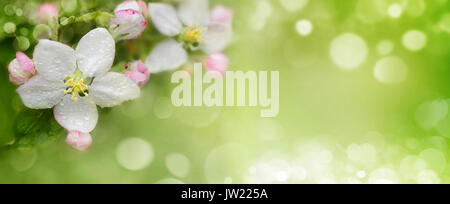 abstract spring background with bokeh effects. Stock Photo