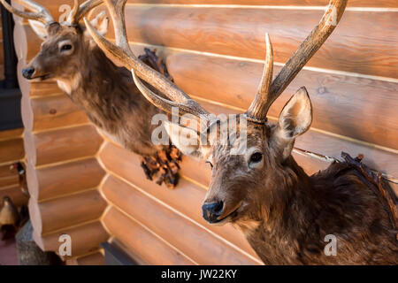 Two stuffed deer heads on wall Stock Photo