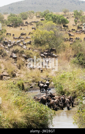 Western White-bearded Wildebeest (Connochaetes taurinus mearnsi) crossing the Sand River Stock Photo