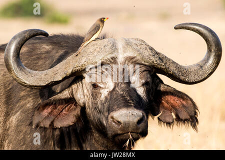 African Buffalo or Cape Buffalo (Syncerus caffer) looking at the camera with a straw in its mouth, and a Yellow-billed Oxpecker on its head Stock Photo